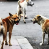 La construcción de un nuevo refugio canino en Melo en un acuerdo con el INBA está en los planes de la Intendencia