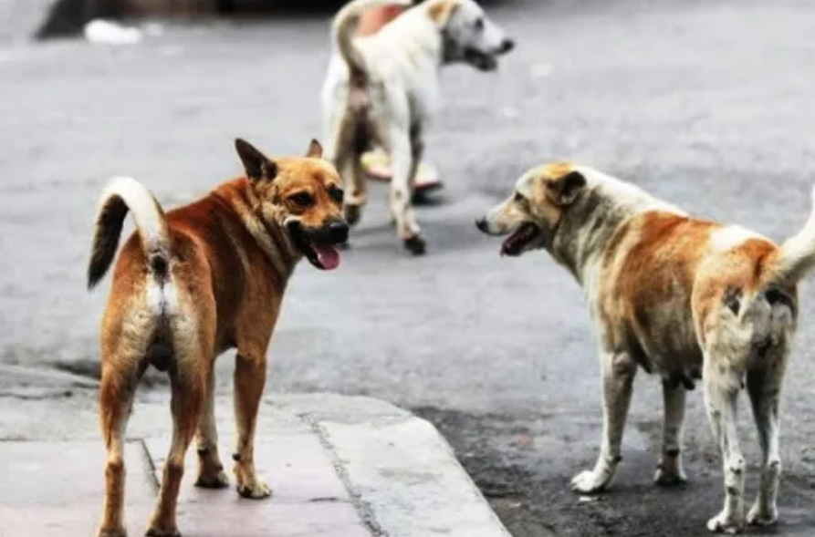 La construcción de un nuevo refugio canino en Melo en un acuerdo con el INBA está en los planes de la Intendencia